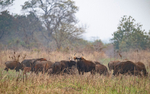 Herd of gaurs