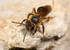 Andrena bucephala (f)