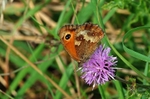 Gatekeeper