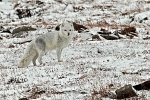 Arctic fox  6379a