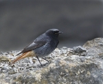 Black Redstart