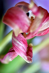 Flowers Set 13 - 19