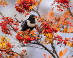 Ring Ouzel