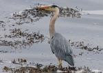 Heron