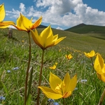 Wild Tulips (Tulipa australis  also T. sylvestris ssp australis) growing above  the Piano Grande