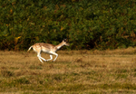 Leicestershire - Mammals portfolio