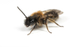Andrena bicolor (m)