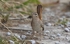 Rufous Bush Chat.