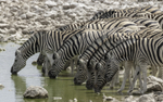 Zebra at Waterhole