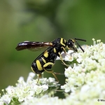 Leucospis dorsigera (Chalcidoidea, Chalcid wasps)  F