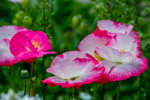Opium poppy Papaver somniferum-6337