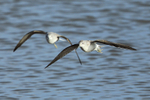 Greenshank portfolio