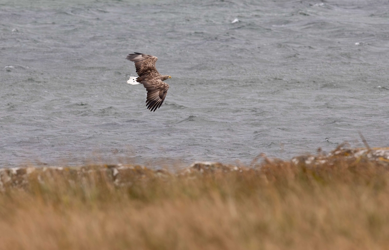 White Tailed Eagle - Isle of Mull - Scotland