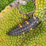 Seven spot Ladybird (Coccinella septempunctata also Coccinelle 7-punctata) Larval  stage. 