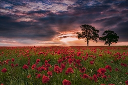 Poppies & Tree's