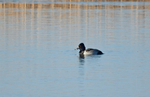 Ring-necked Duck