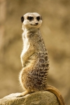 Meerkats