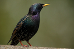 Starling