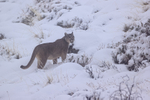 Puma Petaca in deep snow, Torres del Paine, Chile