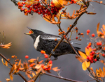 Ring Ouzel