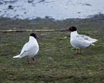20100501-WE 070