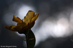 Flowers 17 - 14