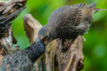 Starling Sturnus vulgaris-9969