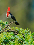 Red-crested Cardinal showing crest, Kilauea Point, Kauai