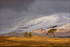 Mountain Trees