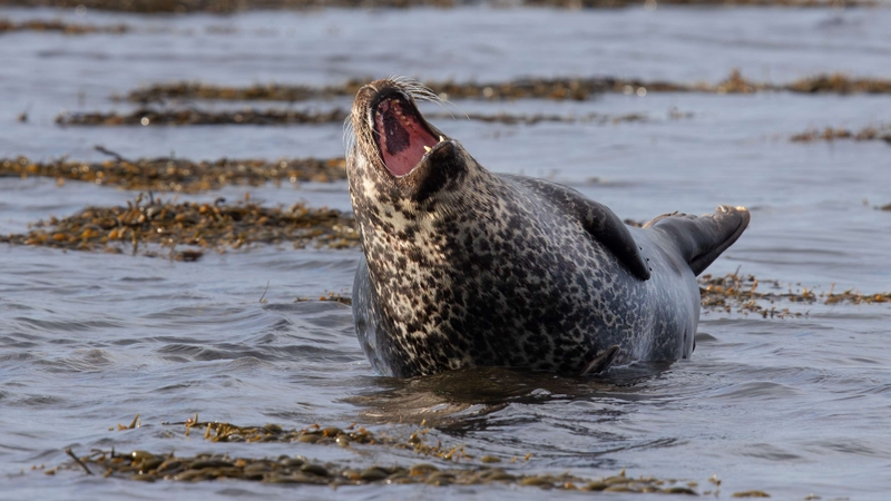 Common Seal - Kildonan - Isle of Arran - Scotland