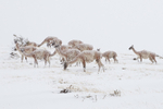 Guanacos in a Snowstorm