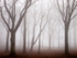 Black Plantation