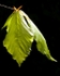 Beech Leaves