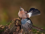 jay protecting acorn