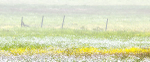 JUNE MEADOW, 2017 - BRUCE COUNTY