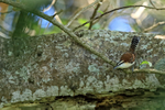 Rufous-backed Wren, Heredia, Costa Rica
