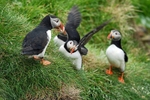 Puffins