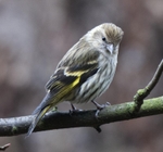 Pine Siskin