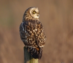Short Eared Owl