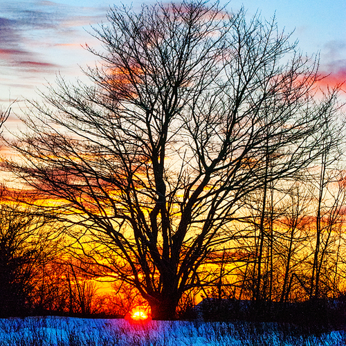 A large maple tree silhouetted by a brilliant January sunset @ Rothesay, NB.