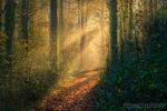 Autumn Woodland Mist