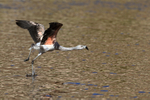 Chilean Flamingo (immature) starts take off run, Machuca, Chile