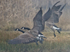 Canada Geese in flight
