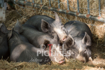 North Show_2014-18