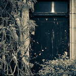 Wisteria Door