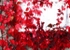 Autumn Leaves