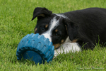 Skye Sheepdog Puppy 5