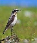 Wheatear