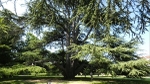 Cedar Of Lebanon, Boston Manor Park, Ealing, West London (2)