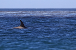 Orca surfaces, Sea Lion Island, Falklands
